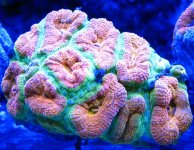 orange acan.jpg
