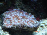 ACAN LORD1.jpg