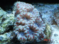 ACAN LORD2.jpg
