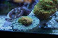 frags 008.JPG