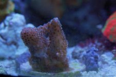 frags 009.JPG