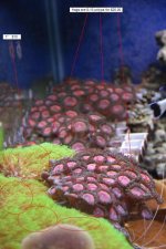 IMG_4939.jpg
