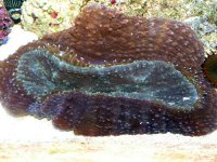 p1020677 (medium) (2).jpg