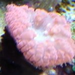 ACAN-4.JPG