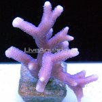 german blue polyp digitata (TNC).jpg