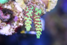 pink lemonade coral.jpg