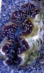 Clam_2.jpg