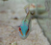 RS_wrasse_1.jpg