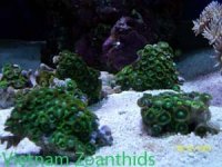 Vietnam Zoanthids Green Named.jpg