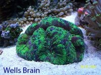 Wells Brain  Purple Green Named.jpg