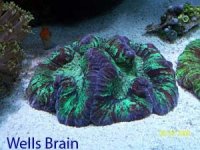 Wells Brain purple green red Named.jpg