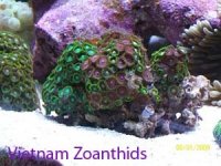 Vietnam Zoanthid Colony Named.jpg