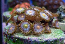 zoas.jpg
