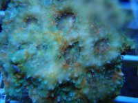 acan.jpg