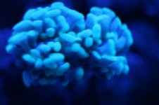 coral 023.jpg