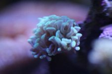coral 030.jpg