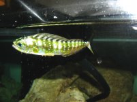 mahi3.JPG