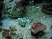 UFO in reef by Harlequin shrimp 002.jpg