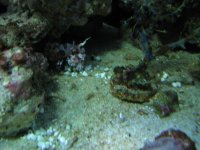 UFO in reef by Harlequin shrimp 008.jpg