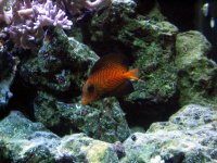 IMG_088A.JPG
