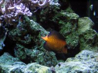 IMG_091A.JPG
