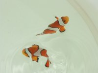 SALTWATERTANK 228.jpg