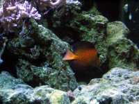 IMG_092A.JPG