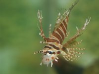 SALTWATERTANK 185.jpg