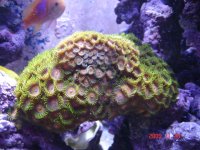 fish tank 112805 035.jpg