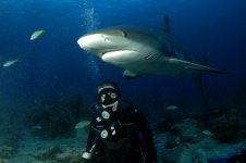 shark_dive1.jpg