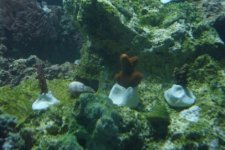 3 coral (500 x 334).jpg