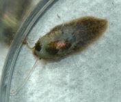 snail1.jpg