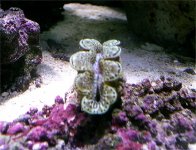 Clam1.jpg