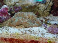 100104dmikes fish 002.jpg