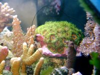 Eagle_Eye_Zoanthids1.jpg