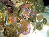 April 15, 2007 Frag Swap frags 028.jpg