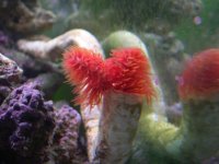 COCO WORM.jpg