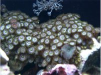 macro shots 544x406.jpg