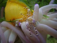 SpottedAnemoneShrimp.JPG