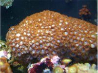 for sale 009 544x406.jpg