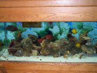 Fish Tanks 127.jpg