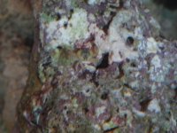 IMG_0134.jpg