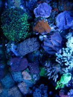 IMG_0197.jpg