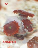 3polyps.jpg