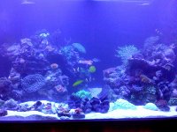 fts actinics.jpg