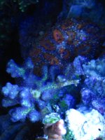 IMG_0202.JPG