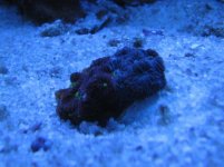 New Corals from Pet's Warehouse 009.jpg