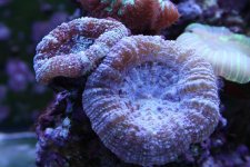 IMG_6196.jpg