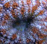 acan66-2.jpg