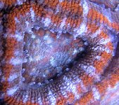 acan66-1.jpg